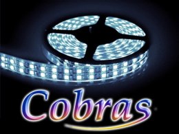 Taśma LED COBRAS 3528 biała zimna 5m/1200 24V