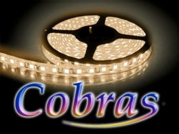 Taśma LED COBRAS 5050 biała ciepła CC 5m/300diod