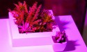 Lampa 200 LED do wzrostu uprawy roślin