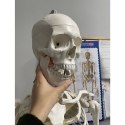 Szkielet człowieka- 170cm Malatec 22583