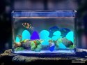 Kamyki kamienie świecące fluorescencyjne 100 szt