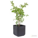 Doniczka Keter Cube Wood Planter L antracyt