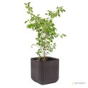 Doniczka Keter Cube Wood Planter M brązowa