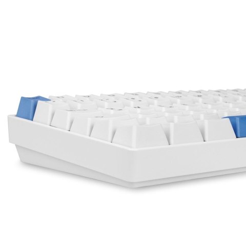 Sharkoon SKILLER SGK50 S3 PBT klawiatura Gaming USB QWERTZ Niemiecki Biały Skullcandy