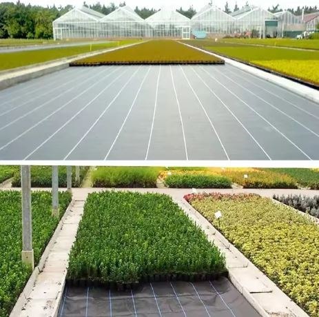 Agrotkanina Czarna 160 cm x50m UV 90g Antychwastowa Agrowłóknina + Kotwy LEAN