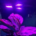 Lampa 108 LED do wzrostu roślin Gardlov 20440